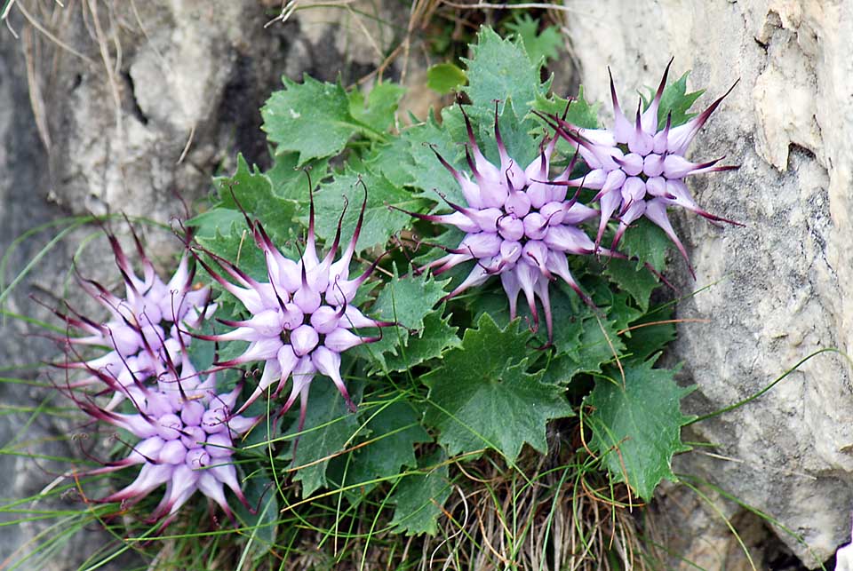 Physoplexis comosa   / Raponzolo di roccia